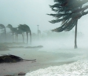 Hurricane wind with palm trees. 